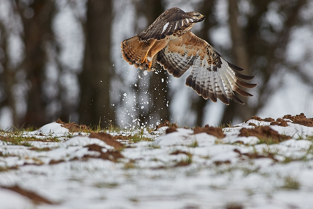 Common Buzzard